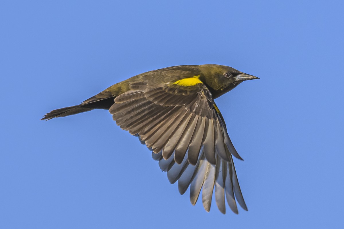 Brown-and-yellow Marshbird - ML618225402