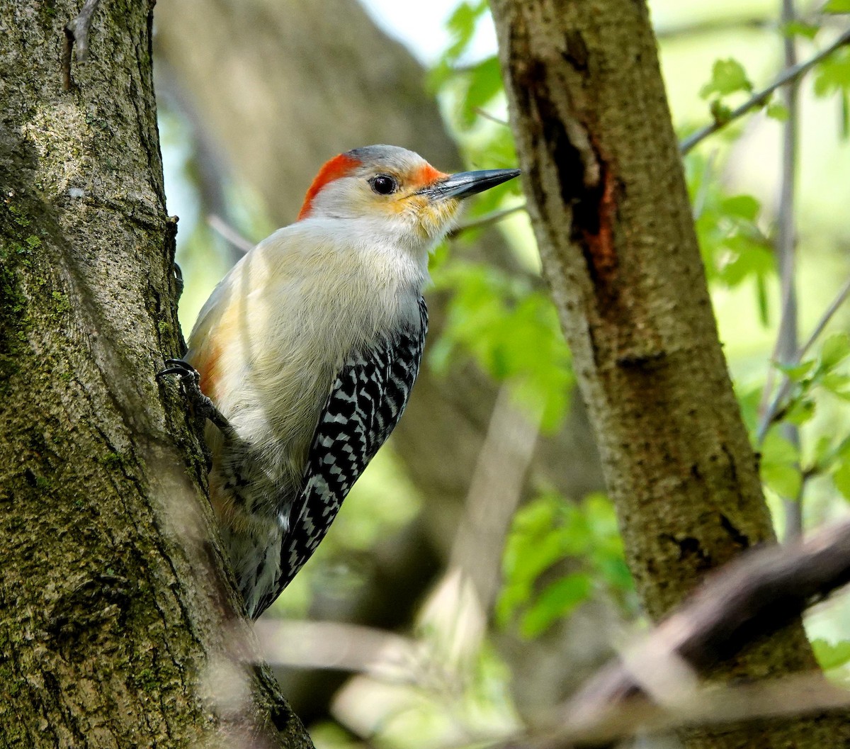 Red-bellied Woodpecker - Mike Burkoski