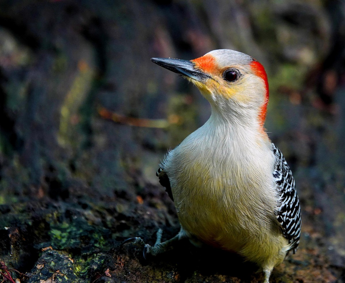 Red-bellied Woodpecker - Mike Burkoski
