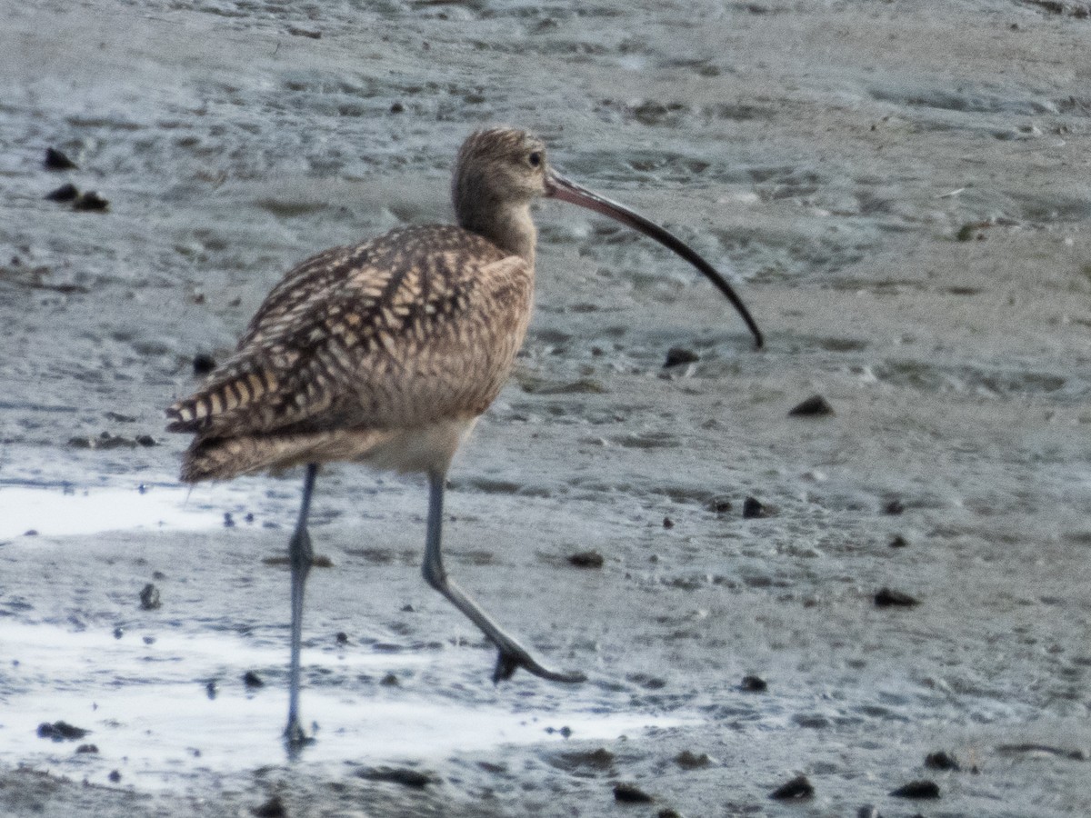 Long-billed Curlew - ML618225436