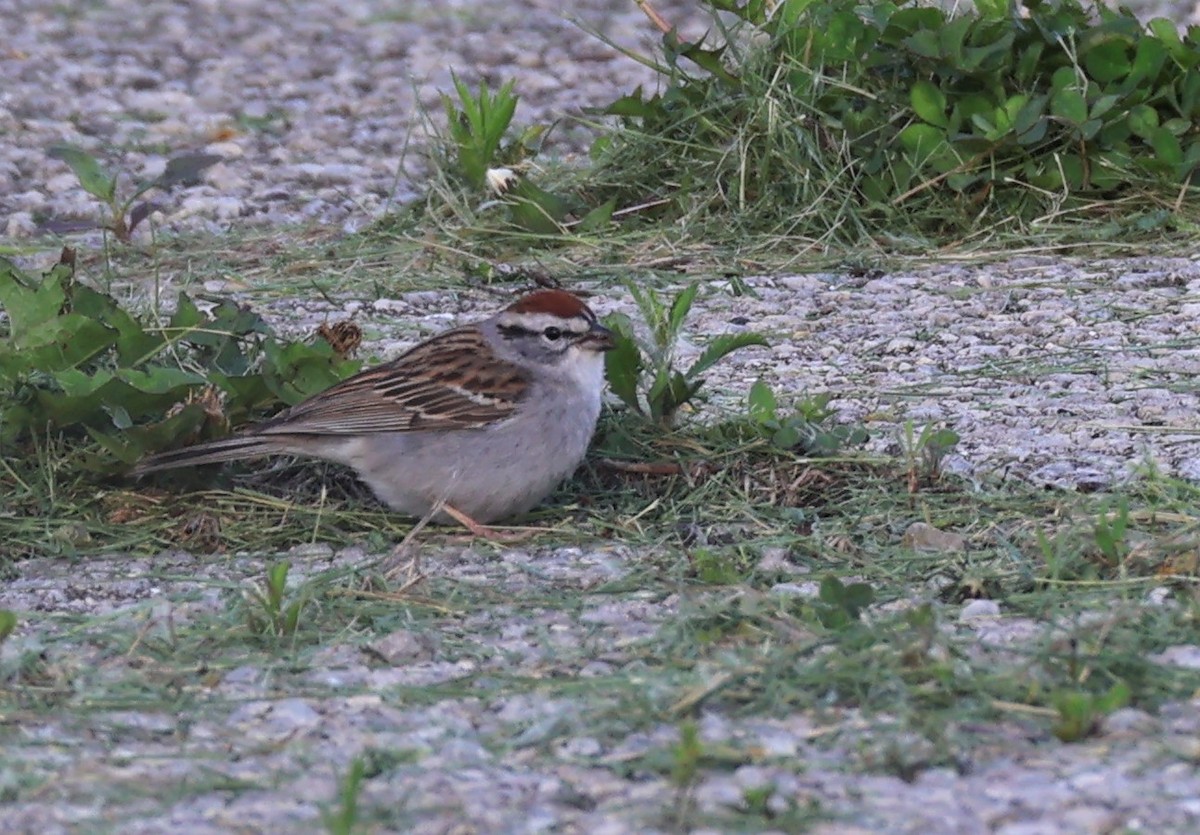 Chipping Sparrow - Stacia Novy