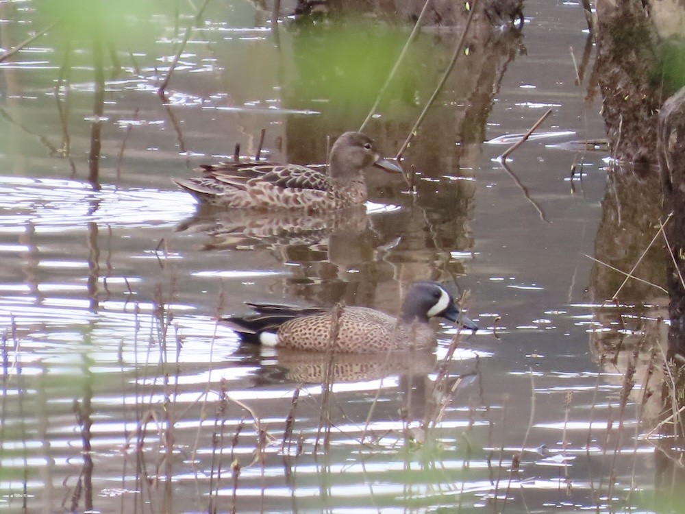 Blue-winged Teal - ML618225583