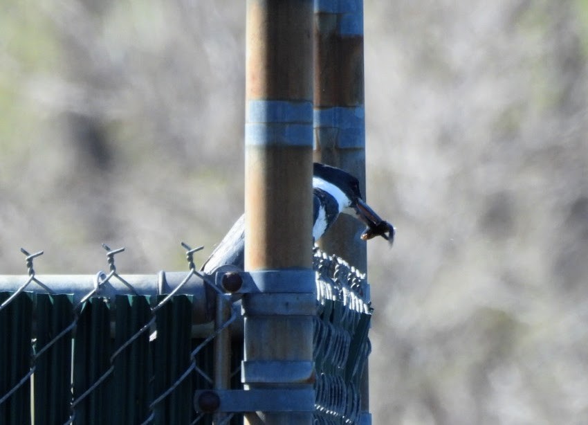 Belted Kingfisher - patricia kuzma sell