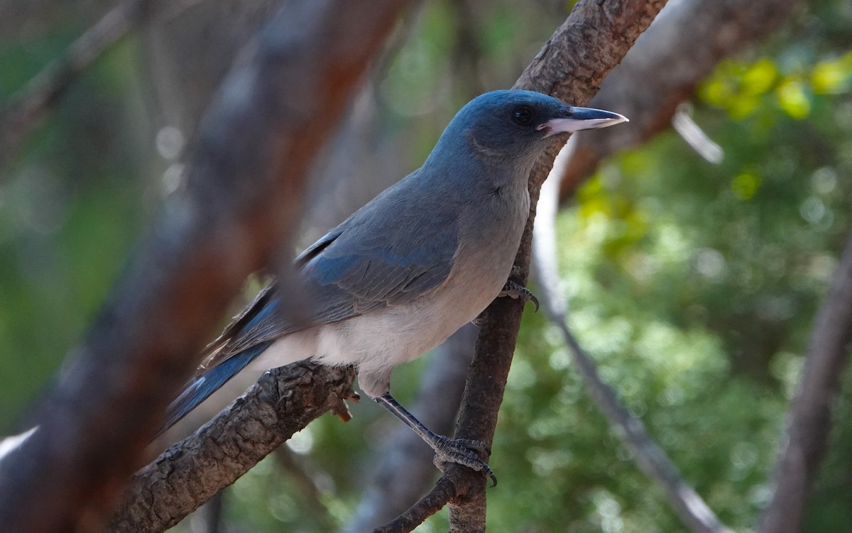 Mexican Jay - ML618225603