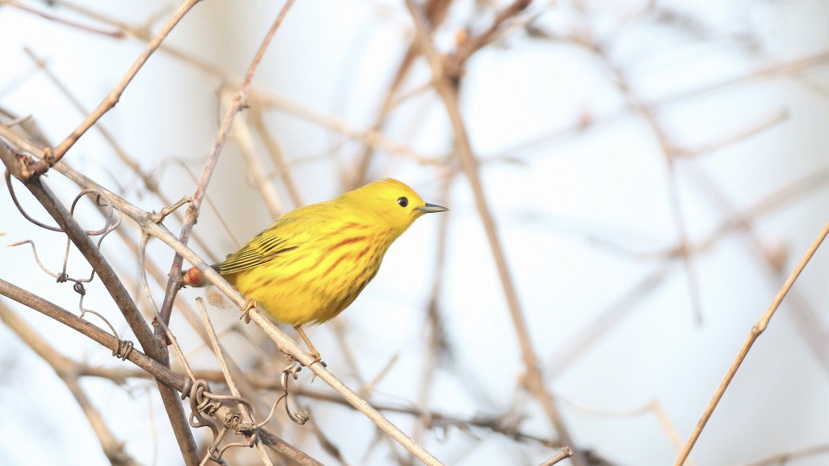 Yellow Warbler (Northern) - ML618225618