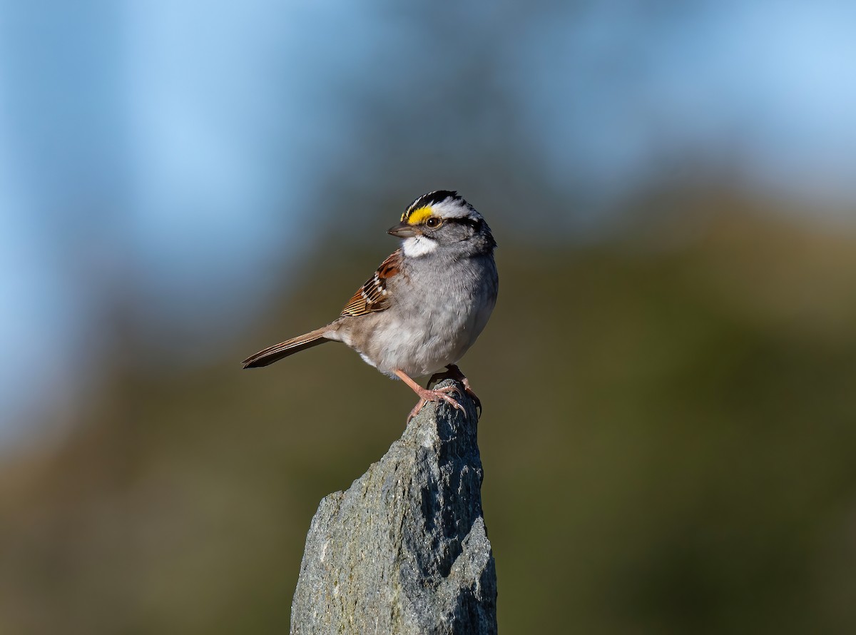 White-throated Sparrow - Ronnie d'Entremont
