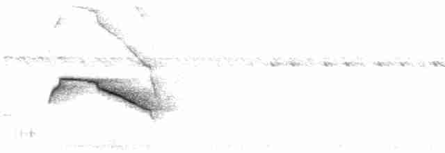 Strichelrücken-Ameisenfänger - ML618225652