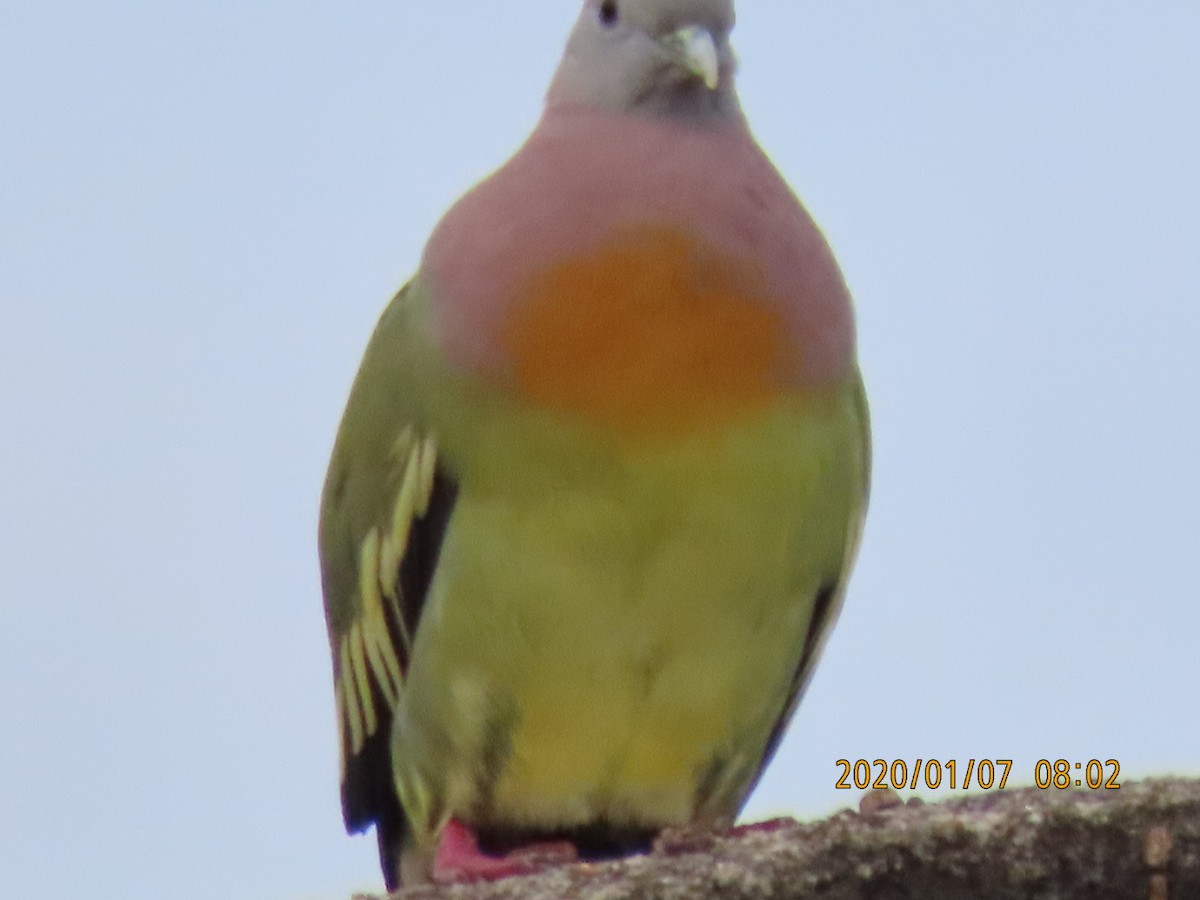 Pink-necked Green-Pigeon - ML618225755