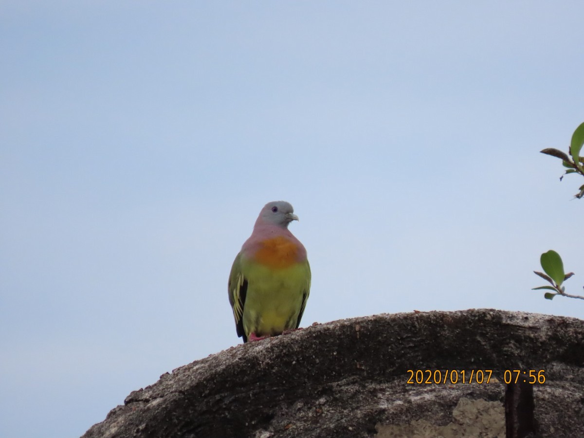 Pink-necked Green-Pigeon - ML618225756