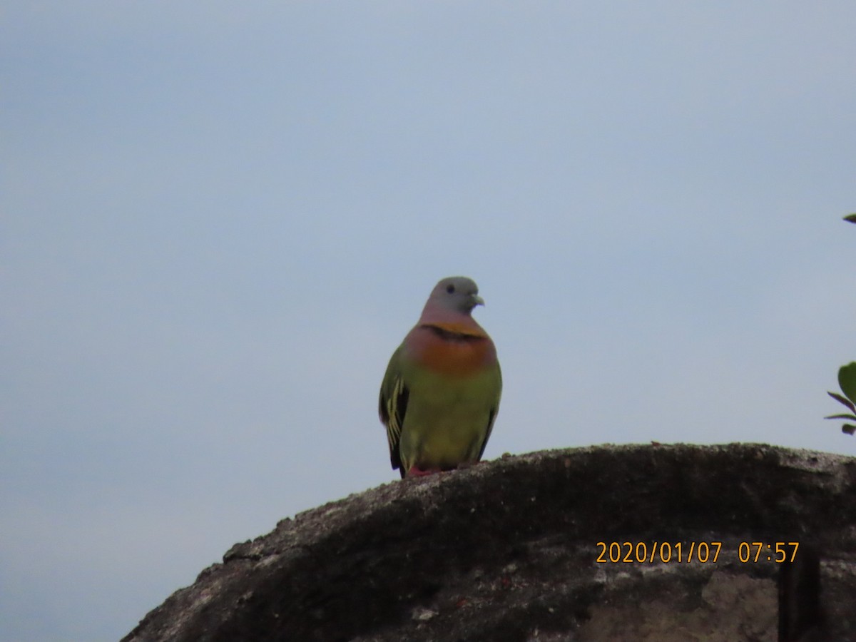 Pink-necked Green-Pigeon - ML618225757