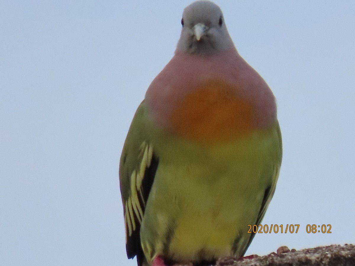 Pink-necked Green-Pigeon - ML618225758