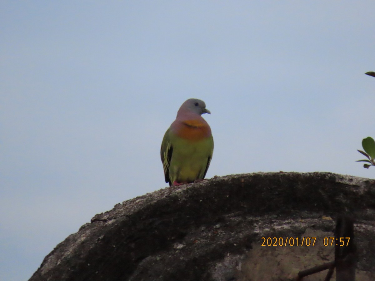 Pink-necked Green-Pigeon - ML618225759