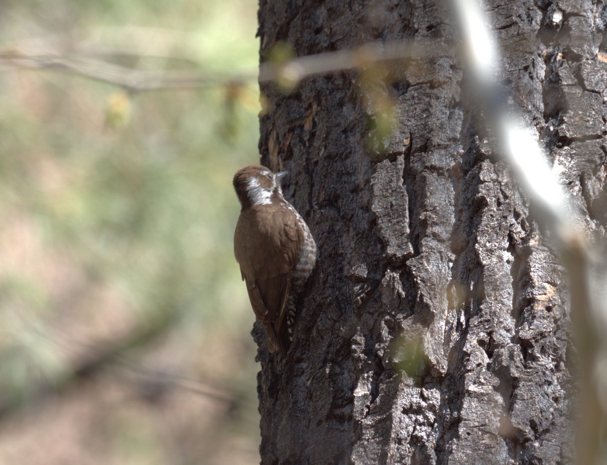 Arizona Woodpecker - ML618225817
