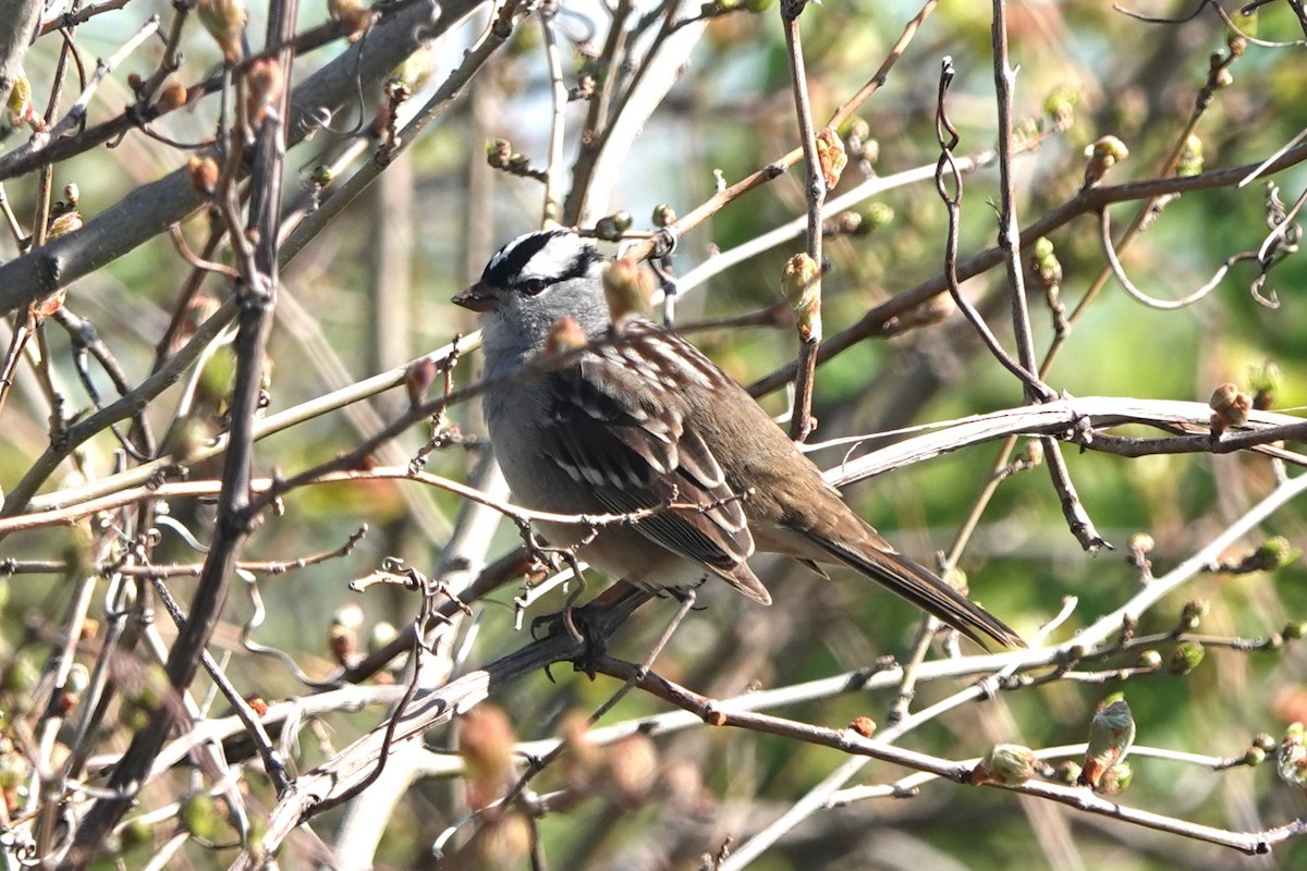 White-crowned Sparrow - ML618225833