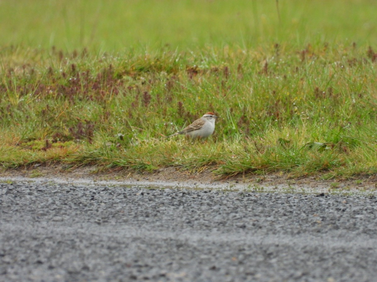 Chipping Sparrow - ML618225839