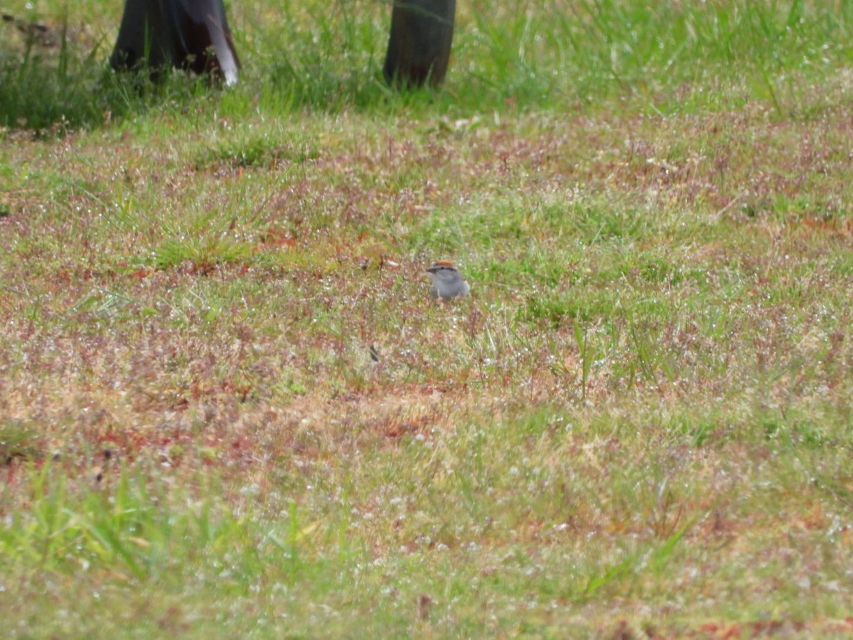 Chipping Sparrow - ML618225840