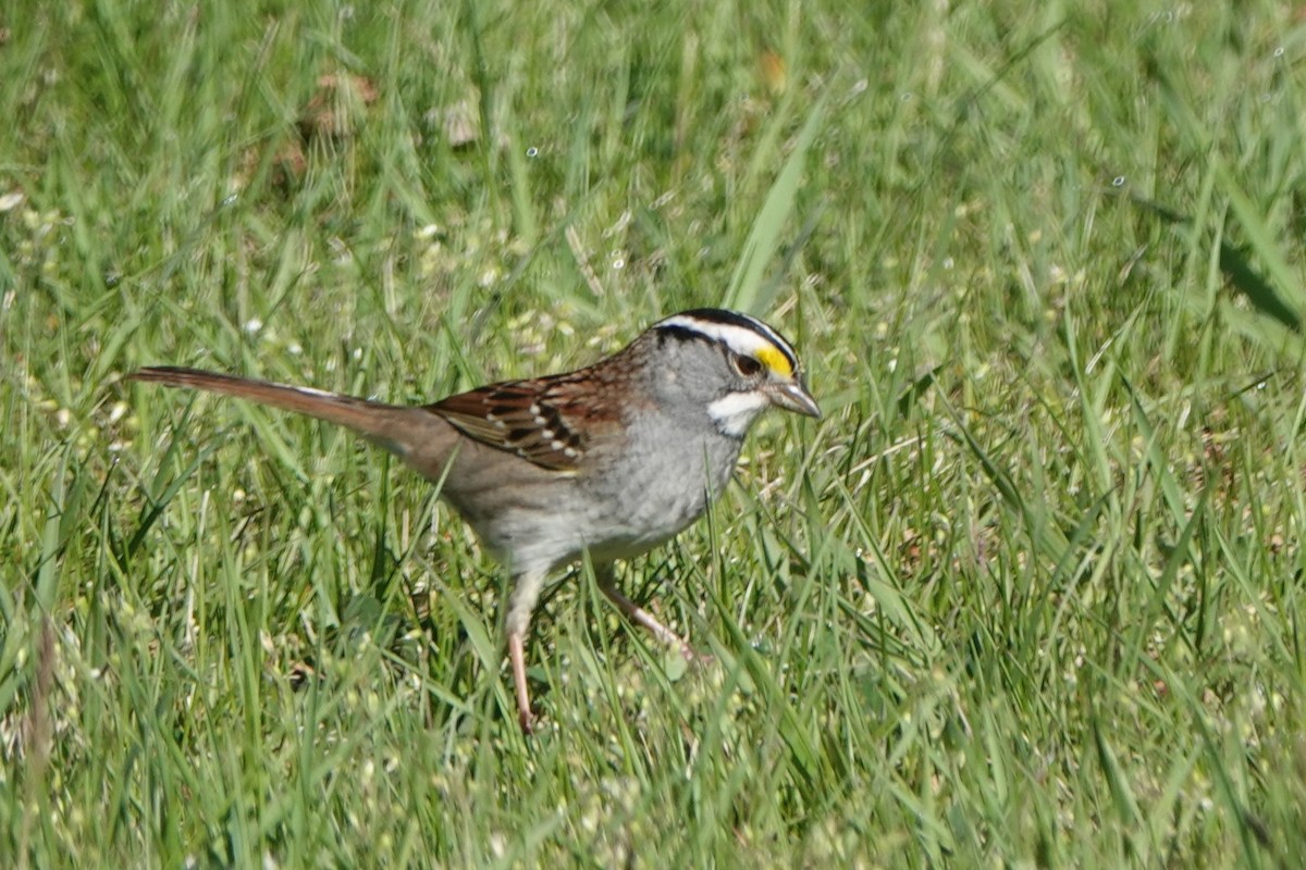 White-throated Sparrow - ML618225845