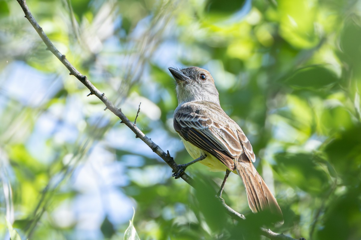Brown-crested Flycatcher - Michael Henry