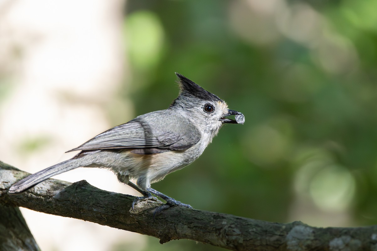 Black-crested Titmouse - Michael Henry