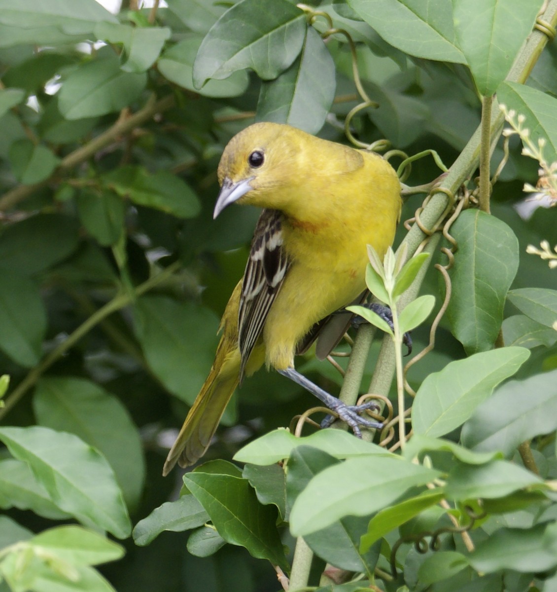 Orchard Oriole - ML618225914