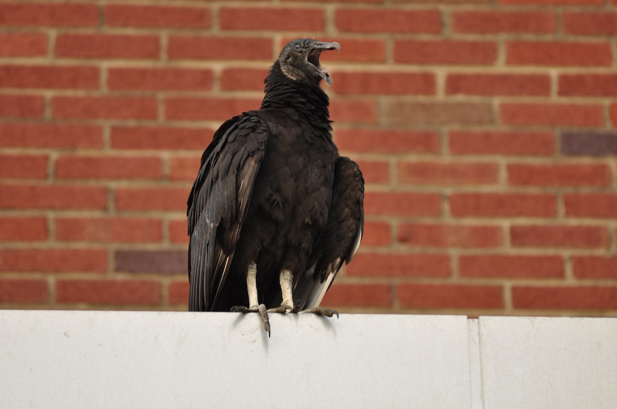 Black Vulture - David Argent