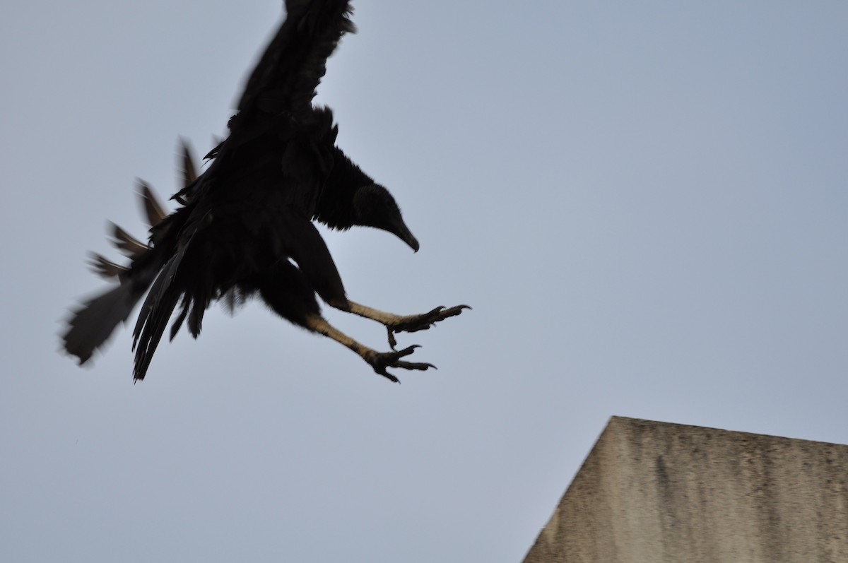 Black Vulture - David Argent