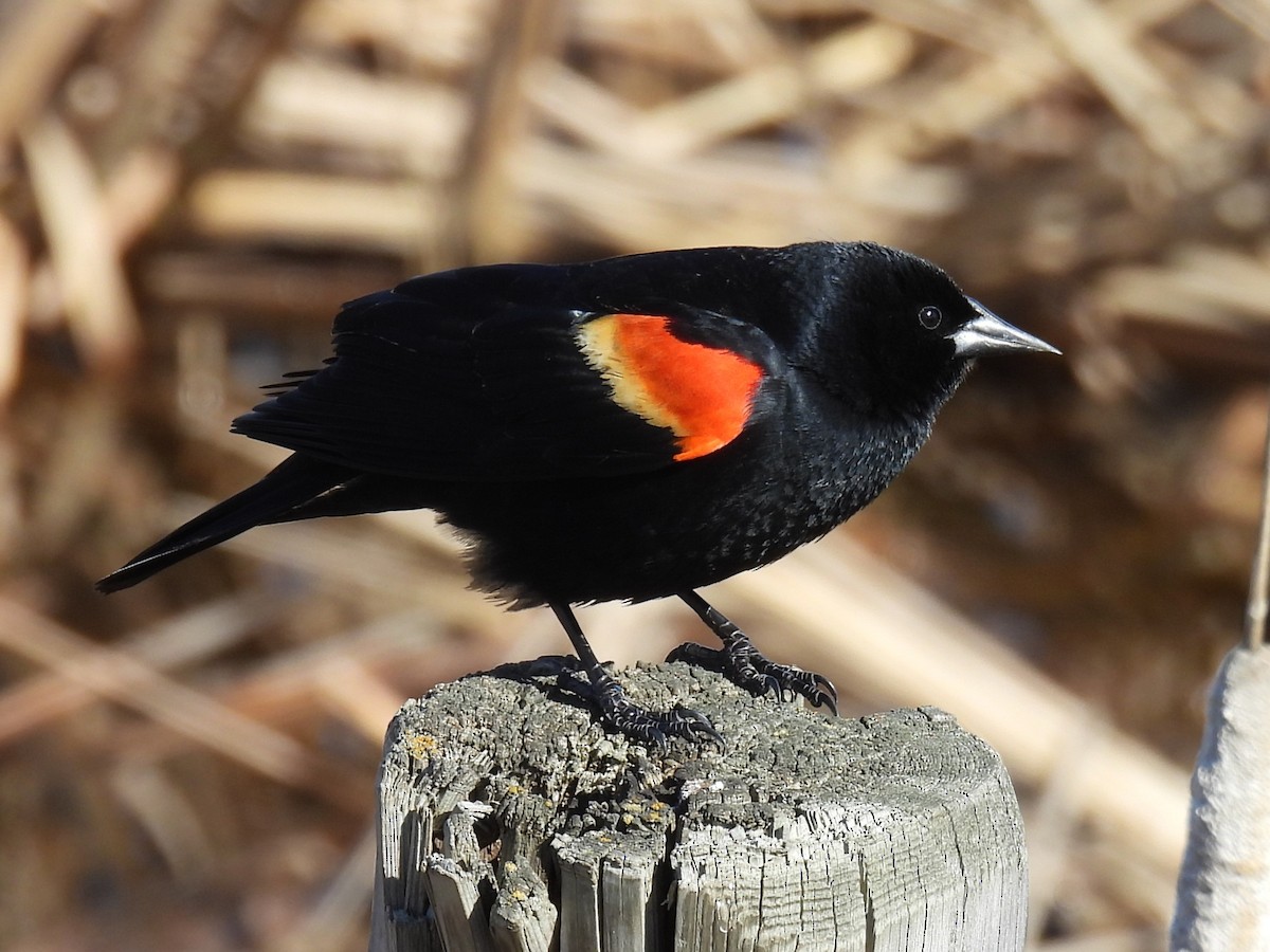 Red-winged Blackbird - ML618225949