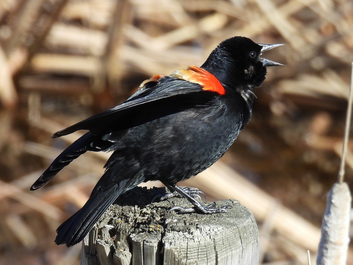 Red-winged Blackbird - ML618225950