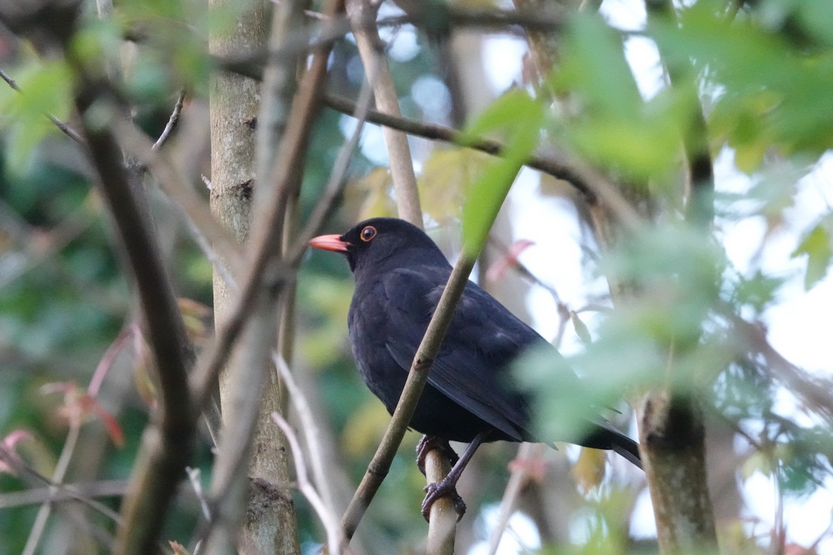 Eurasian Blackbird - ML618225954