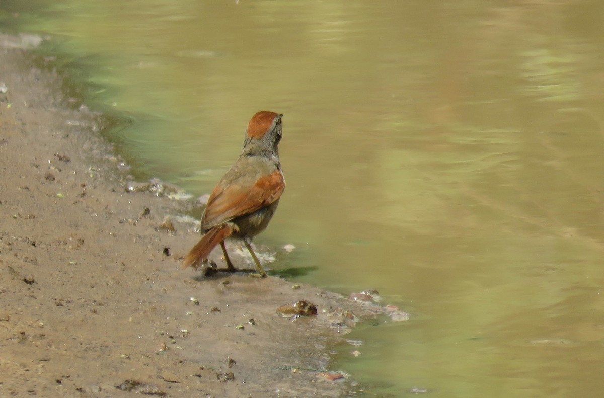 Sooty-fronted Spinetail - MANOEL AUGUSTO CHAVES