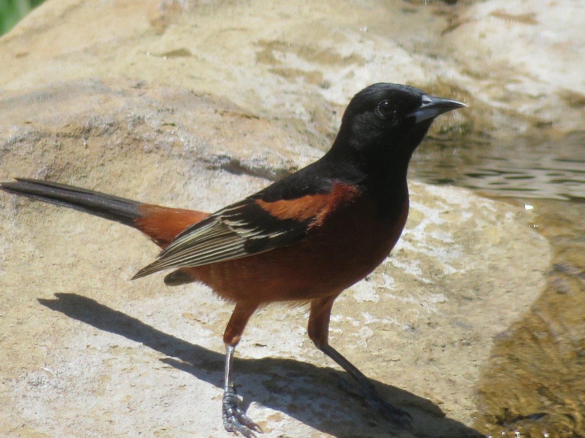 Orchard Oriole - ML618225962
