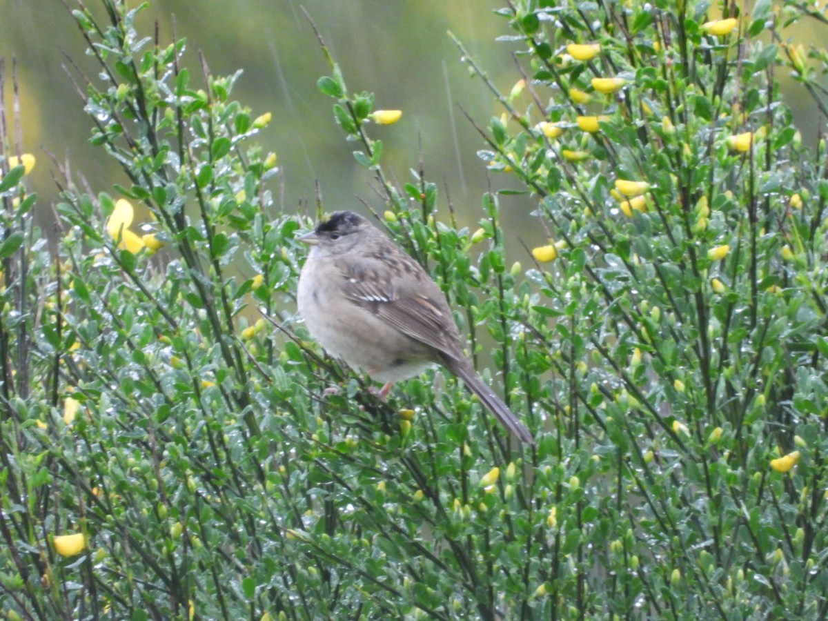 Golden-crowned Sparrow - ML618225974