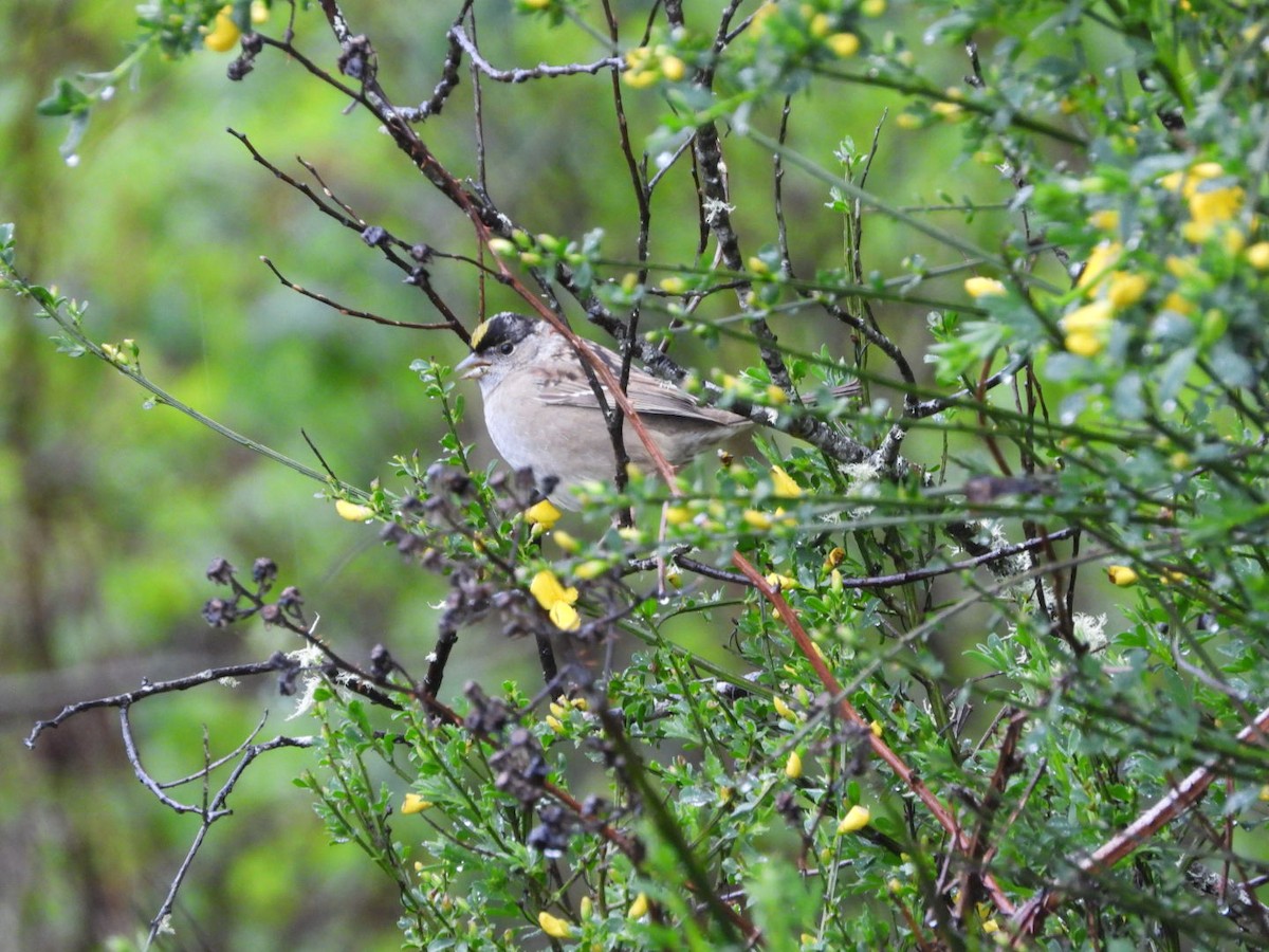 Golden-crowned Sparrow - ML618225975