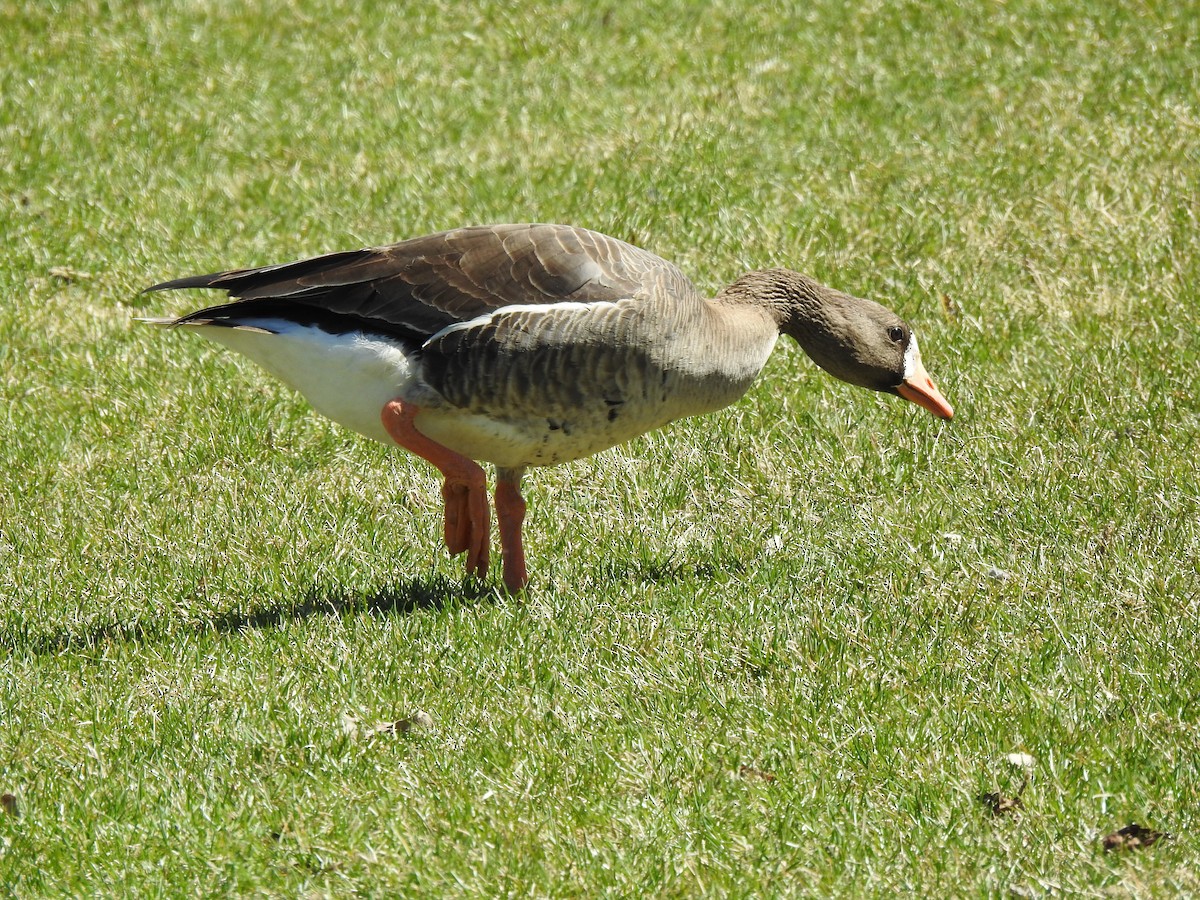 Greater White-fronted Goose - ML618225978