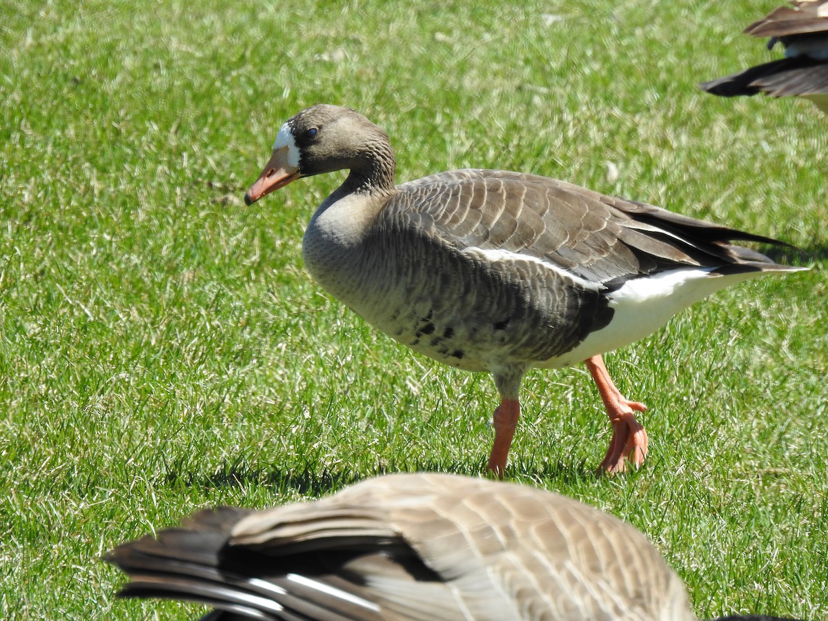 Greater White-fronted Goose - ML618225979