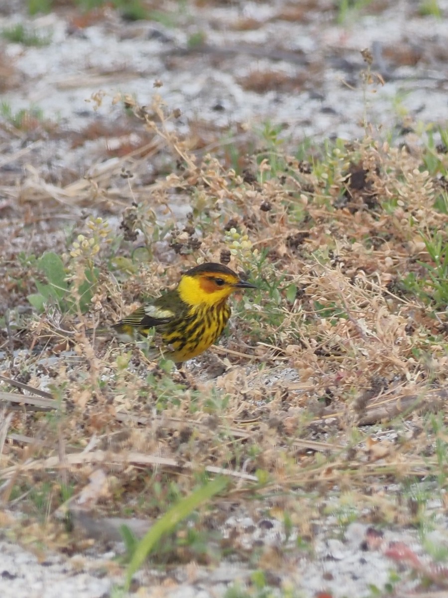 Cape May Warbler - John LeClaire