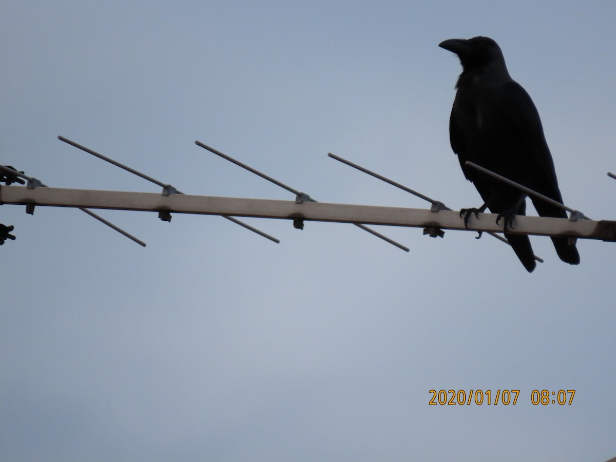 Large-billed Crow - sachi yamami