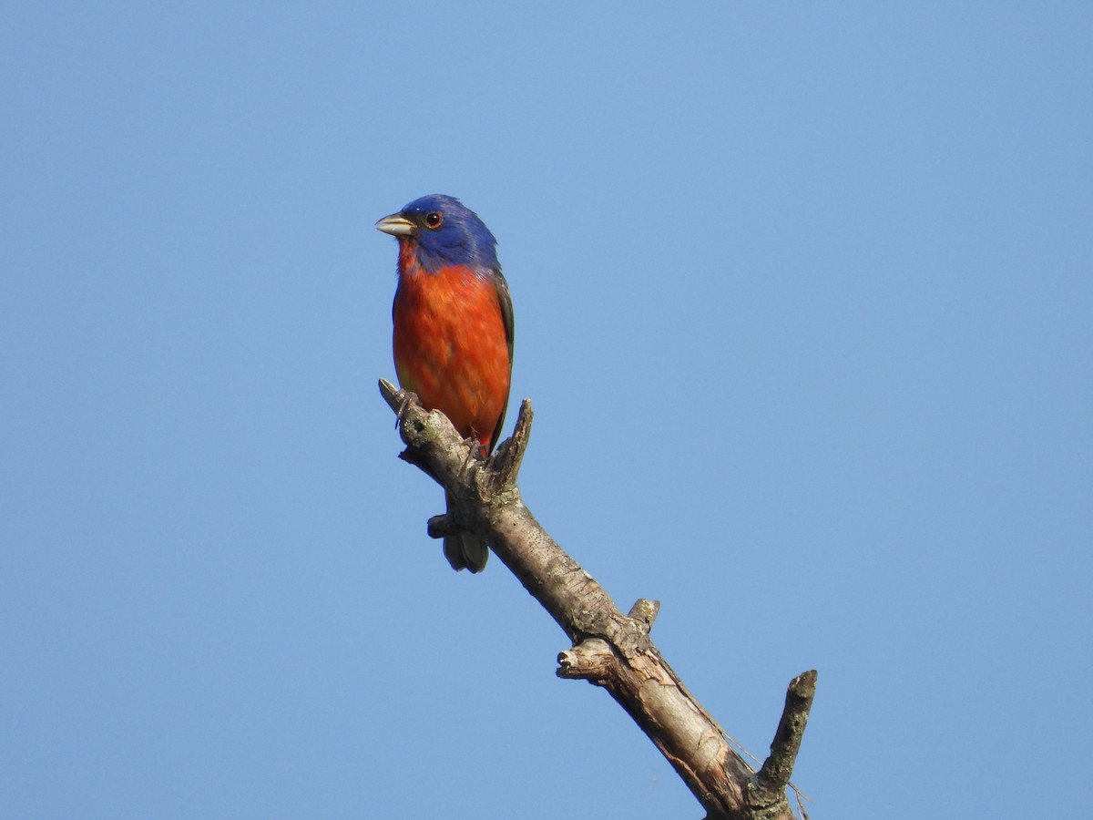 Painted Bunting - ML618226051