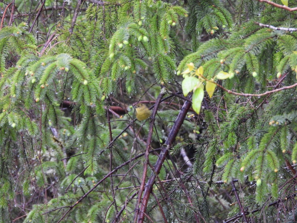 Orange-crowned Warbler - ML618226053