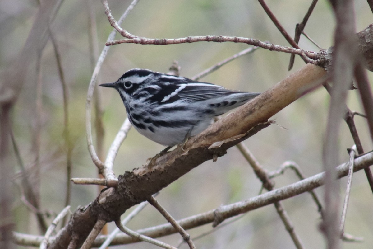 Black-and-white Warbler - ML618226065