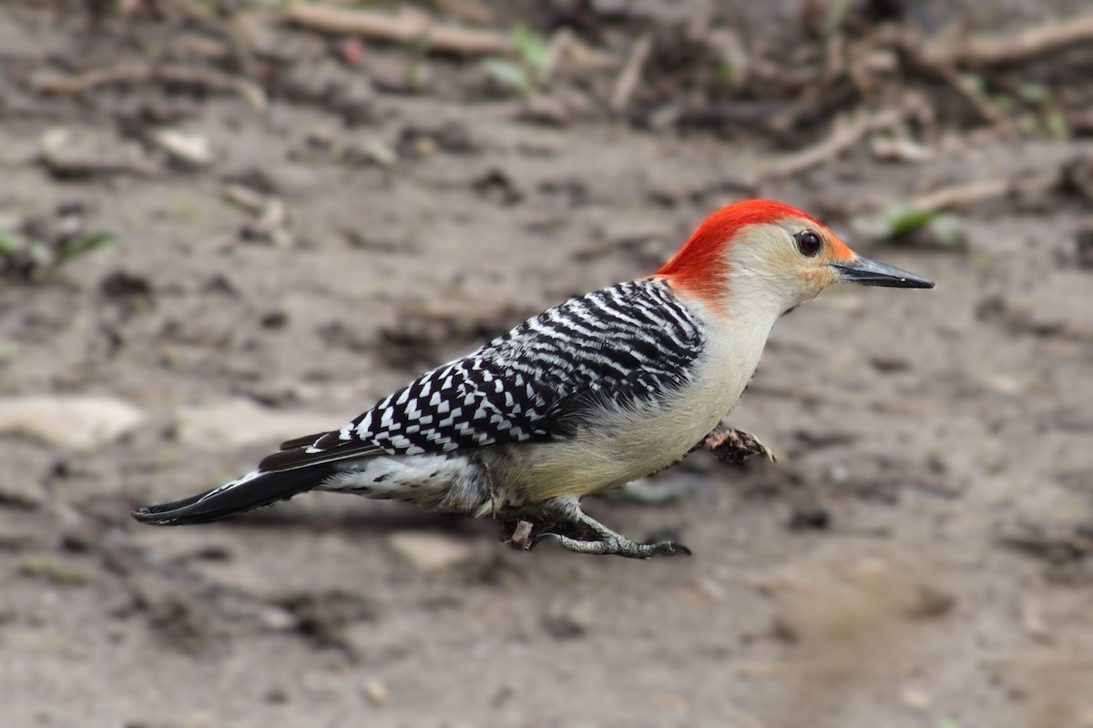 Red-bellied Woodpecker - Greg Laverty