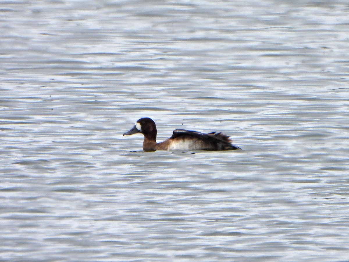 Greater Scaup - Jane Cullen