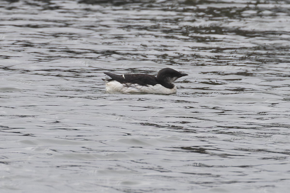 Thick-billed Murre - Kris Long