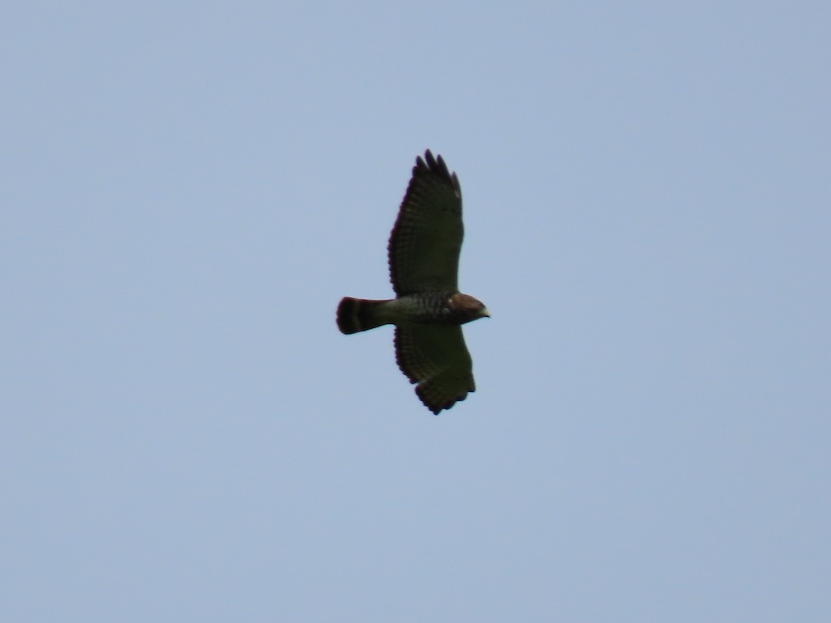 Broad-winged Hawk - ML618226156