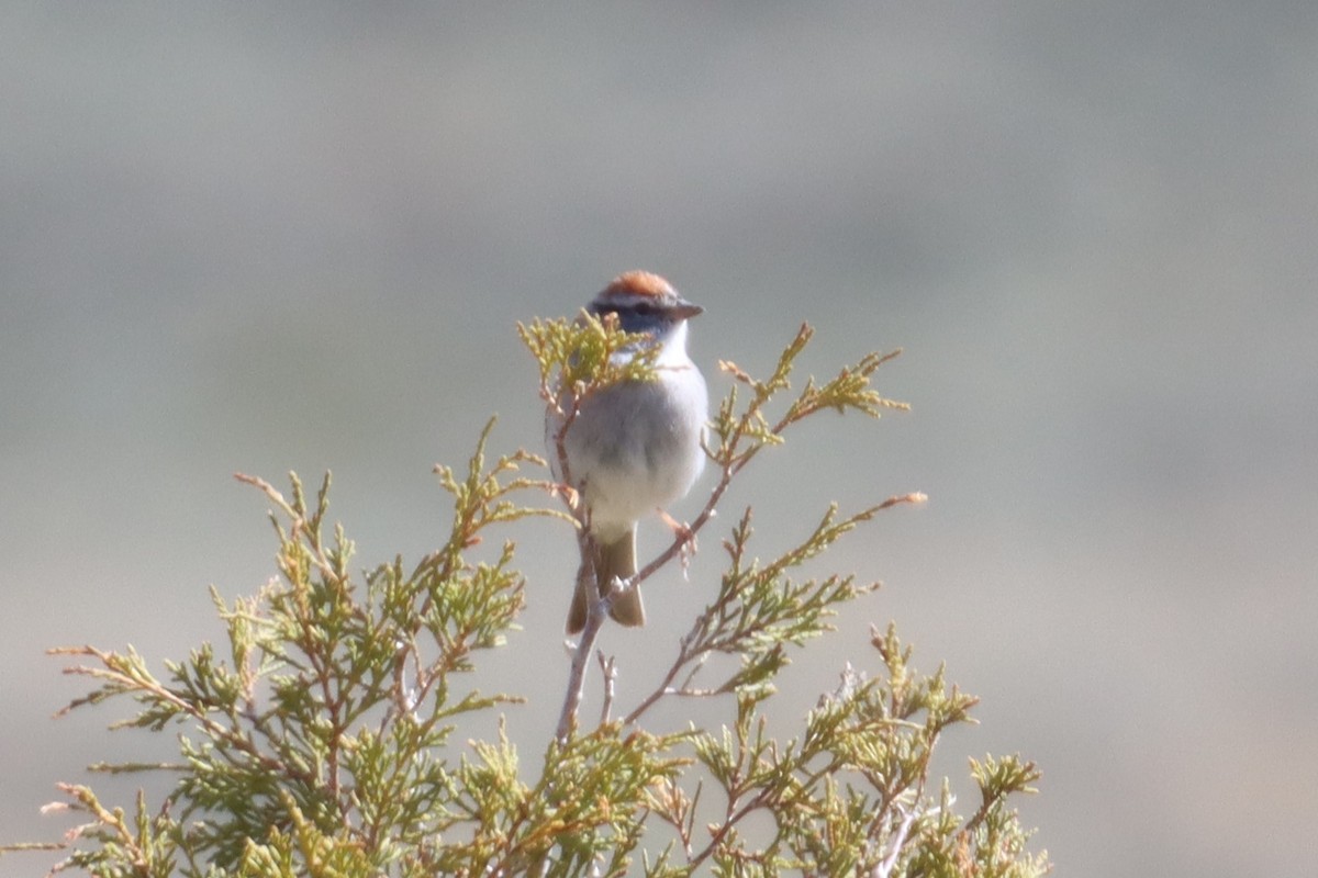 Chipping Sparrow - ML618226168