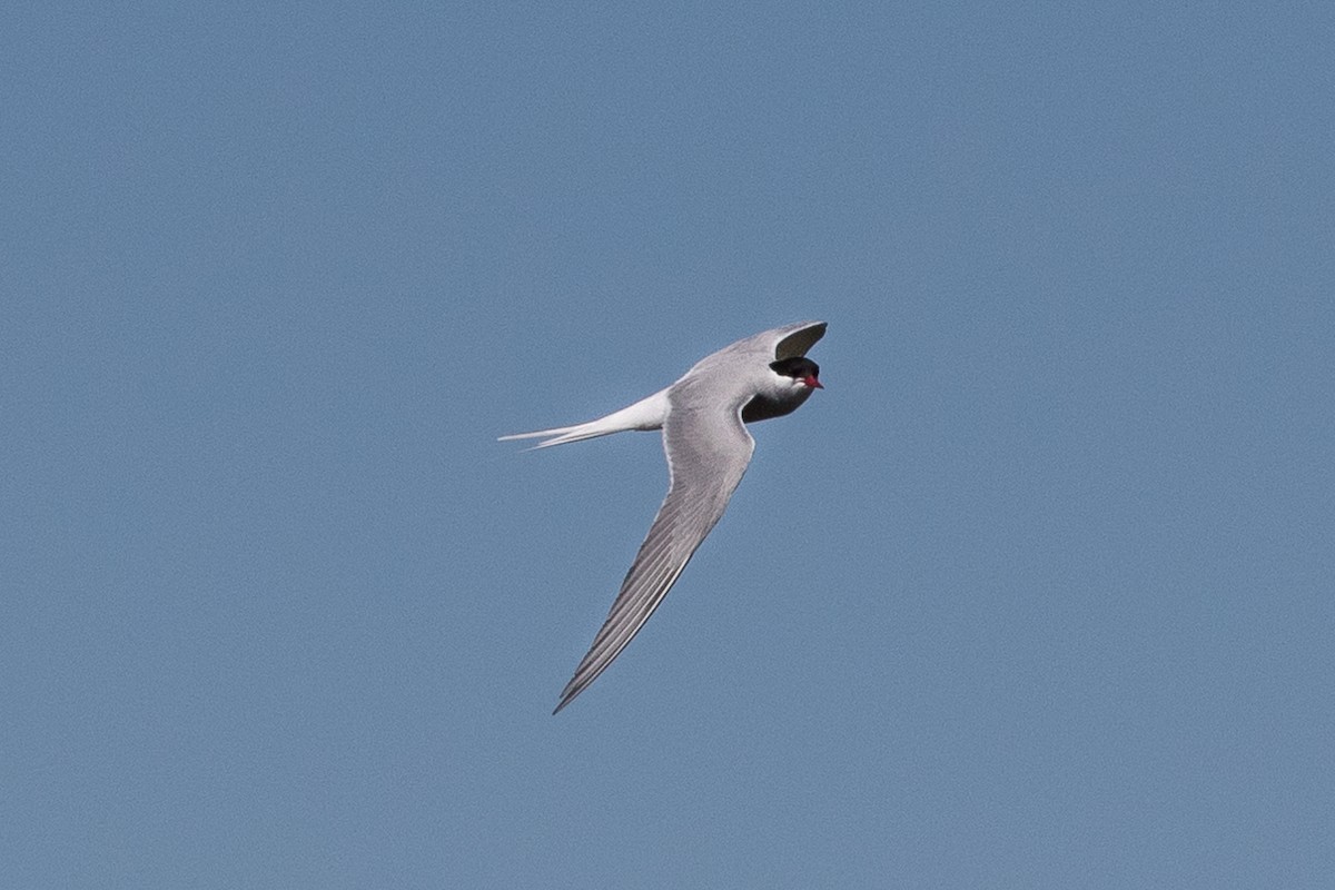Arctic Tern - Johanne Cousineau