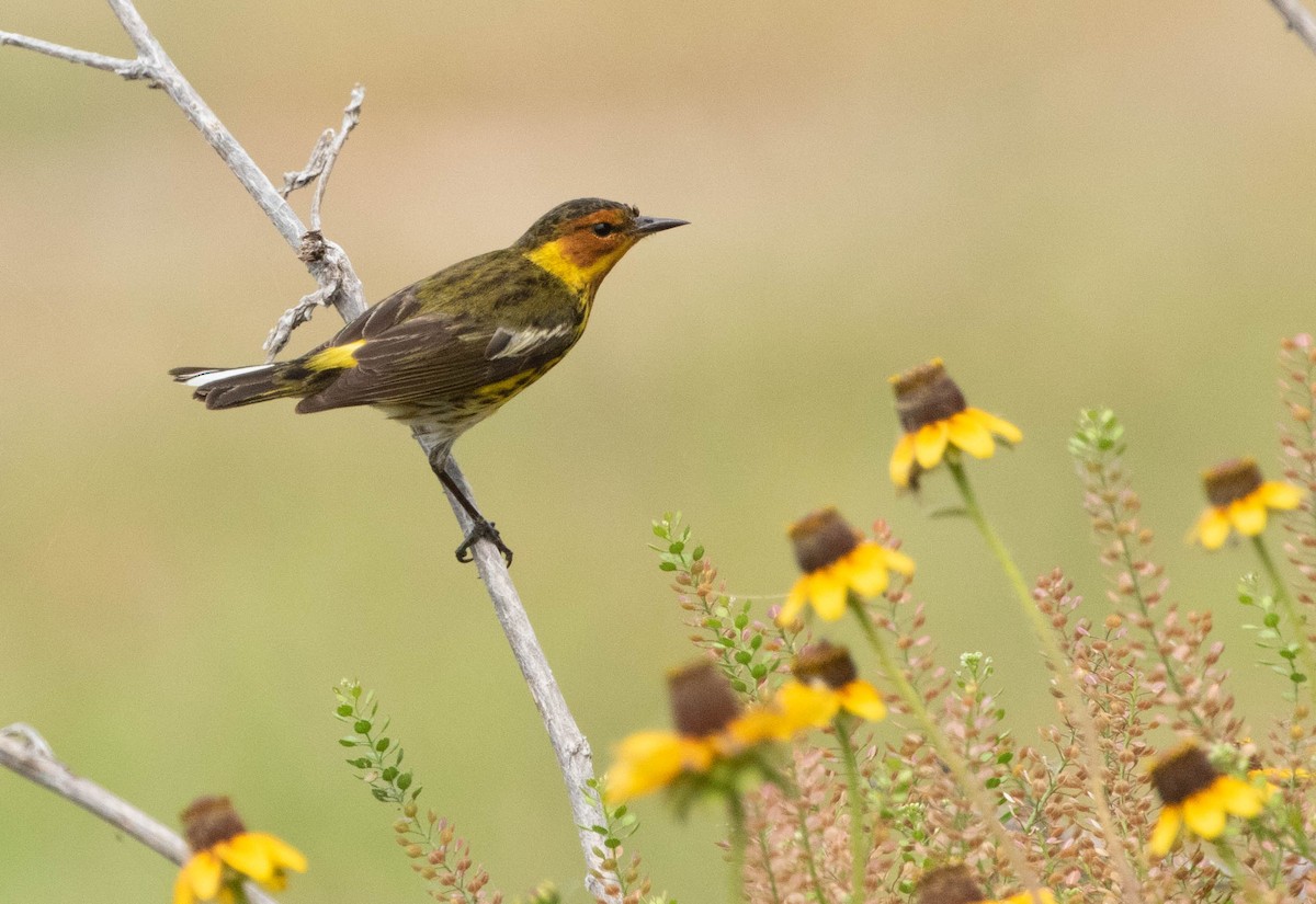 Cape May Warbler - ML618226225