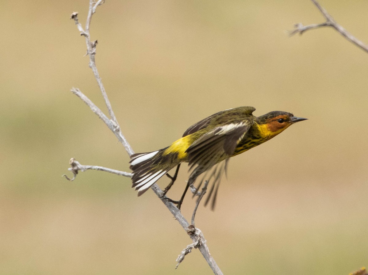 Cape May Warbler - ML618226226