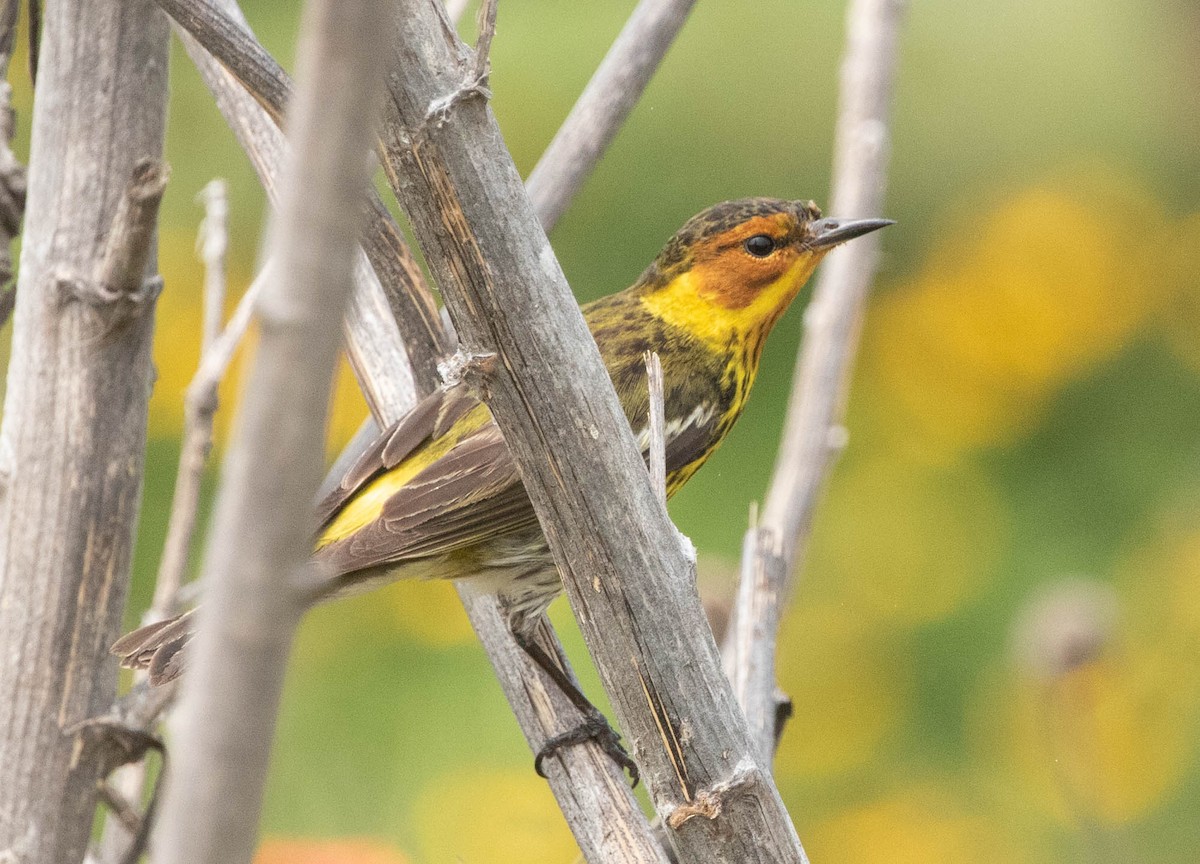 Cape May Warbler - ML618226227