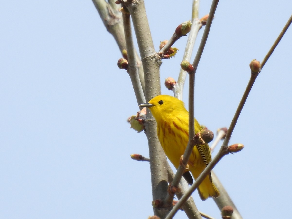 Yellow Warbler - ML618226234
